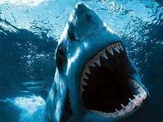Shark
